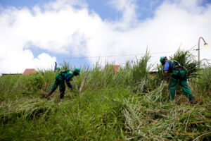 Brush Clearing